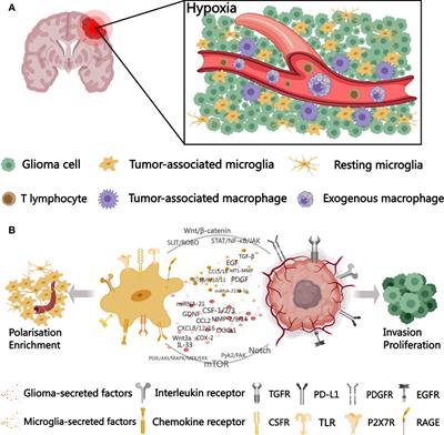 Interactions between microglia and glioma in tumor microenvironment